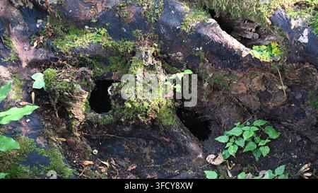 natural woodland decay with tree cavities for tiny woodland dwellings Stock Photo