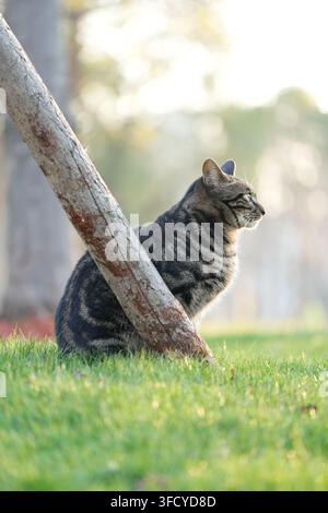 Tabby cat sitting alert in profile on green grass behind a wooden pole in bright outdoor sunlight. Stock Photo