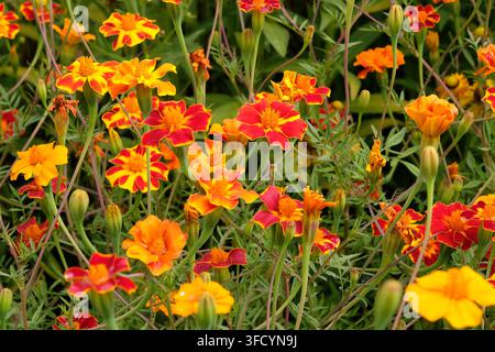 Orange red and yellow mixed Tagetes patula ‘Pots of Gold’ French Marigold in flower. Stock Photo