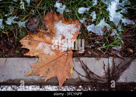 Close-up of a fallen brown maple leaf resting on green grass and soil, partially covered with patches of melting white snow and ice during cold winter Stock Photo