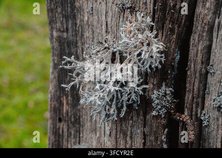 Macro close-up view of intricate gray Cladonia rangiferina reindeer lichen growing on textured weathered old wooden tree bark surface in natural fores Stock Photo