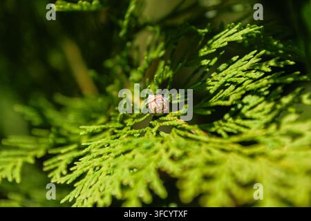 Detailed close-up view of fresh green thuja branch featuring a small young cone growing among soft textured needles in nature. Stock Photo