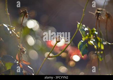 Close-up of dried rose hips on thin green stems with bokeh lights shining in the background during daylight. Stock Photo