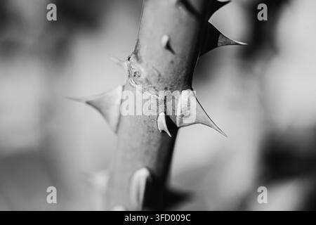 Macro monochrome image showing a detailed close-up view of a plant stem featuring sharp thorns and prickles in high contrast black and white tones. Stock Photo