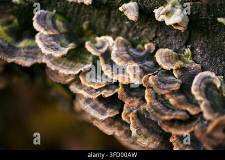 A detailed close-up shot capturing colorful wild turkey tail fungi growing in overlapping clusters along the bark of a decaying forest tree log. Stock Photo
