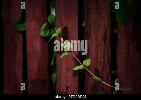 Close-up of vibrant green leaves on a slender vine growing across vertical wooden panels of a dark red painted garden fence outdoors. Stock Photo