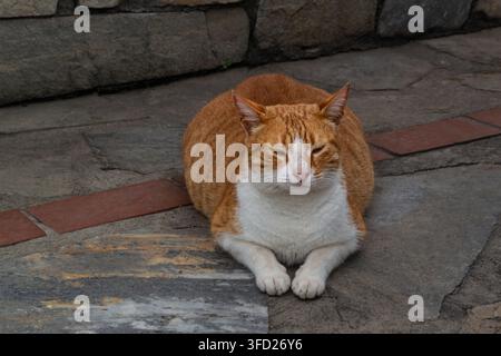 Sleepy Ginger and White Cat Resting on Stone Pavement Stock Photo