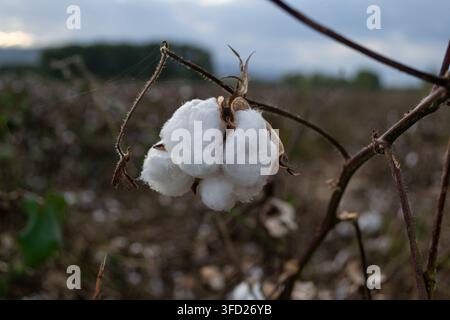 Ripe Cotton Boll Growing in Agricultural Field Under Cloudy Sky Stock Photo