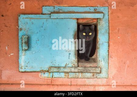Black cat peering out of a small opening in a weathered blue metal hatch on a rusty terracotta wall Stock Photo