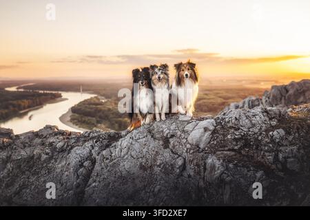 Three Shetland Sheepdogs sitting on rocky cliff Stock Photo