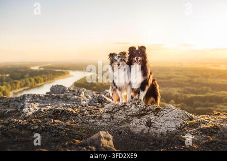 Two Shetland Sheepdogs sitting on rocky summit Stock Photo