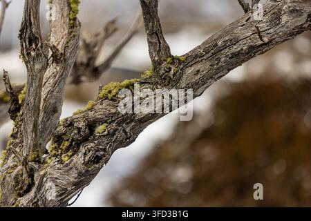Weathered alpine tree branch covered in green moss, close up of textured bark against soft snowy background. Stock Photo