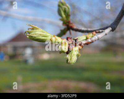 Emerging leaves of Silver Maple (Acer saccharinum) unfolding from spring buds in late April in Colorado, showing fresh green seasonal growth Stock Photo