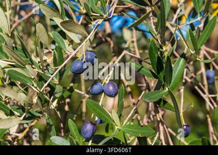 Ripe black olives on the branch of tree Stock Photo