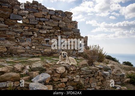 Old big dog on the background of a stone wall Stock Photo