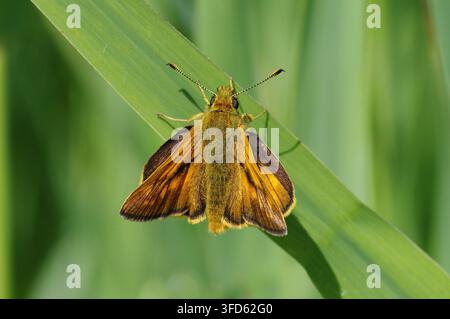 Large skipper butterfly (Ochlodes sylvanus) resting on green leaf in sunny day, close-up details Stock Photo