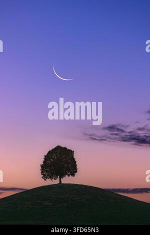 The last waning crescent moon in the early morning over the single tree on a drumlin hill. Stock Photo