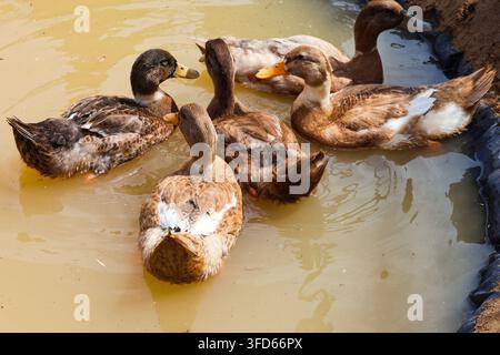 Everyday Rural Life: Farm Ducks Floating in a Wading Pool. A peaceful countryside scene depicting several multi-toned brown ducks relaxing. Stock Photo