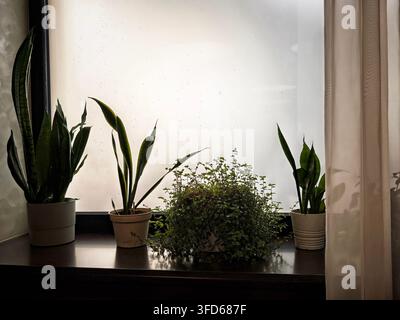 Plants sit on a wooden windowsill, with sunlight filtering through a light curtain, bringing warmth to the room. Stock Photo