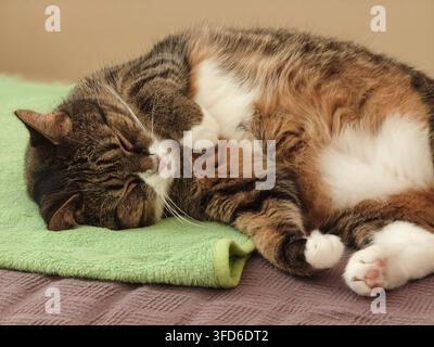 Sleeping domestic tabby cat with white paws resting on a green towel. Stock Photo