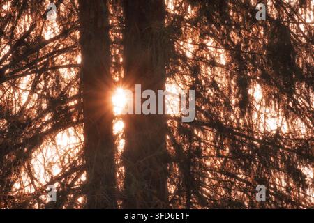 Sunbeams breaking through dark pine tree branches during sunset, suitable for organic background textures, warm autumn templates, seasonal greetings, Stock Photo