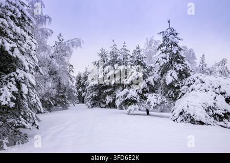 Cloudy winter day, pine trees in the snow, edge of the snowy forest. Stock Photo