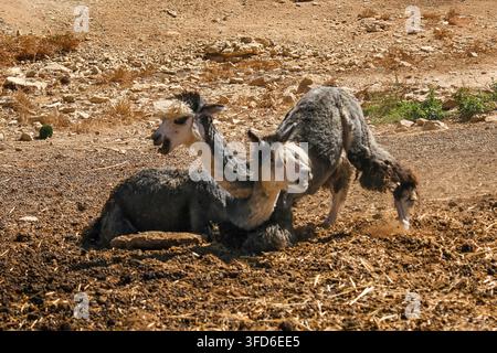 Two Alpacas Playing and Rolling on Dusty Ground at Farm. Stock Photo