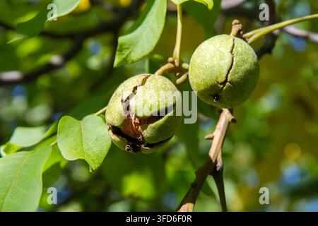 Walnuts on a tree branch in the garden. Ripening walnuts on a tree. Stock Photo