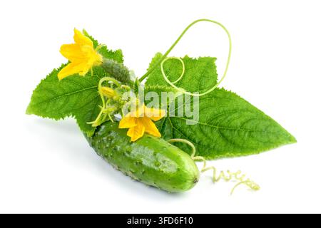 Young cucumber with flowers and leaves on a white background. Flowering cucumber shoot. Natural organic vegetables. Stock Photo