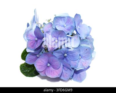 Blue and purple hydrangea flower isolated on white background. Mophead hydrangea bloom. Stock Photo