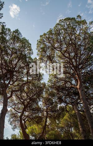 Looking up through tall pine trees toward a bright blue sky. Stock Photo
