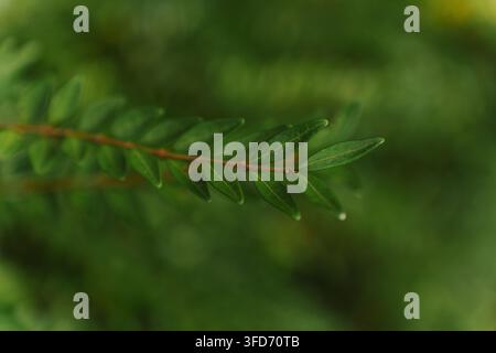 Macro shot of small green Lonicera nitida leaves on a thin branch featuring a subtle vintage film grain effect, ideal for nature and botanical design projects Stock Photo
