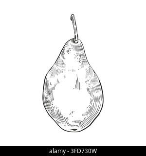 Vector illustration of a pear with a stem. Everything is drawn by hand with ink. Vector illustration of ripe fruit for farm market design, jam labels Stock Vector