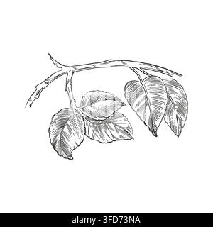 A pear tree branch with leaves, hand-drawn in ink. Vector illustration of a fruit tree for label, packaging, menu, and greeting card design. Vector Stock Vector