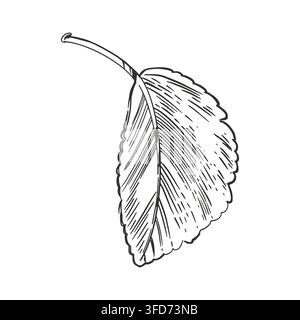 A leaf with a twig, hand-drawn in ink in the style of a vintage engraving. Vector illustration of fruit tree foliage for design and printing on paper Stock Vector