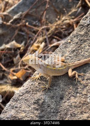 Brown garden lizard resting on a large sunlit stone outdoors. Brown garden lizard perched on a textured gray stone under bright sunlight. The reptile Stock Photo