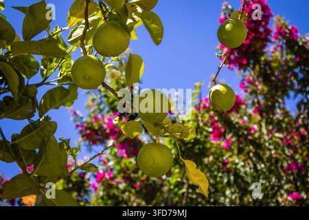 Fresh green limes ripening on a tree branch in a sunlit orchard, framed by vibrant pink bougainvillea flowers against a clear blue summer sky. Stock Photo