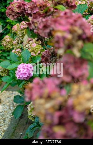 Single pink Hydrengea amongst others that are fading in early autumn Stock Photo