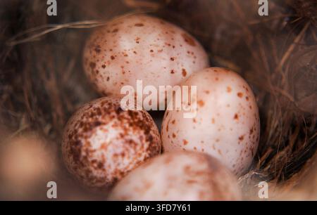 Bird Nest with Small Pale Pinkish-White Eggs in Natural Woodland Habitat Stock Photo