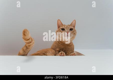 A ginger tabby cat peeks over a white ledge with its tail raised high, staring directly at the camera in a bright studio. Stock Photo