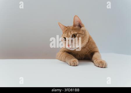 A ginger tabby cat lies down with its head tilted, glancing sideways with alert amber eyes in a bright studio. Stock Photo