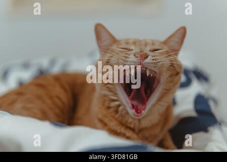 An orange tabby cat lets out a big yawn, showing its sharp teeth and pink tongue while relaxing on a striped bed cover. Stock Photo