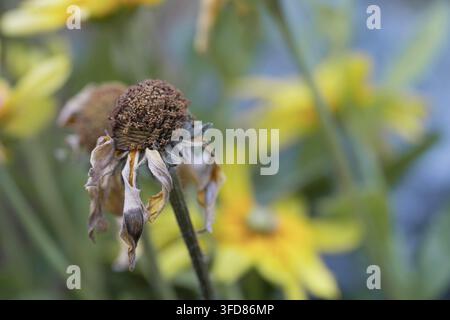 Close-up of a wilted flower with a dried central head and drooping petals, set against softly blurred green foliage and yellow blooms. Natural outdoor Stock Photo