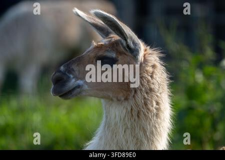 Close Up Side Profile Portrait of a Llama in Warm Backlight Stock Photo