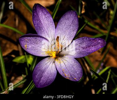 Early Crocus (Crocus  tommasinianus), West Sussex, UK Stock Photo
