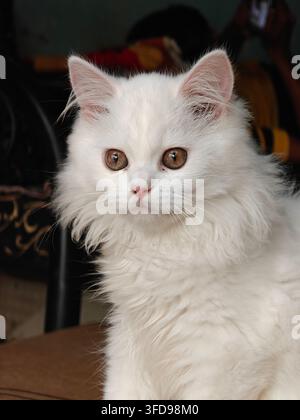 Cute fluffy white Persian kitten sitting on a blanket indoors, looking directly at camera with big black eyes Stock Photo
