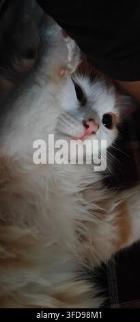 Cute fluffy white and ginger bicolor Persian longhair cat lying on its back and playfully stretching one paw on dark red plaid blanket indoors at home Stock Photo