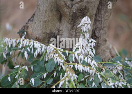 Small White Snails Gathered on Wild Plant Vine Branches in Nature Close Up Stock Photo