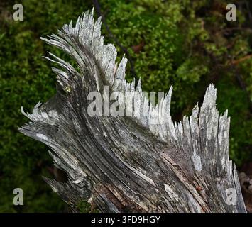 Close-up of a weathered, broken tree stump with dramatically splintered wood in a Finnish forest. The pale, textured remains of the trunk contrast wit Stock Photo