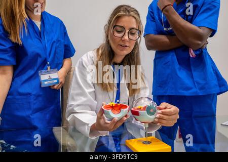 Medical students learning ophthalmology using anatomical eye model Stock Photo
